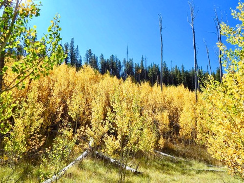 Aspens
